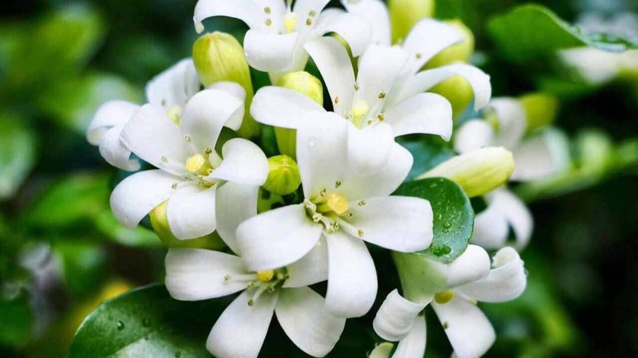 Murta-de-cheiro: a árvore que floresce o ano inteiro e perfuma sua varanda