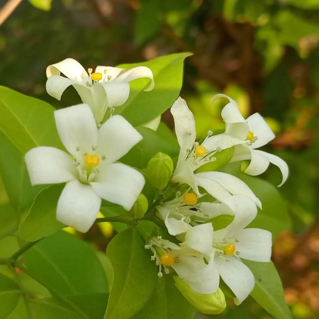Murta-de-cheiro: a árvore que floresce o ano inteiro e perfuma sua varanda