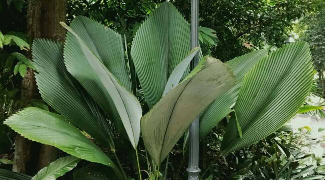 Johannesteijsmannia: A Palmeira que Encanta com suas Folhas Exóticas