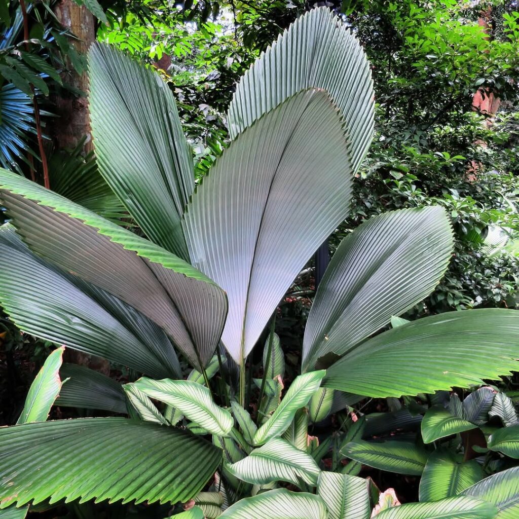 Johannesteijsmannia: A Palmeira que Encanta com suas Folhas Exóticas