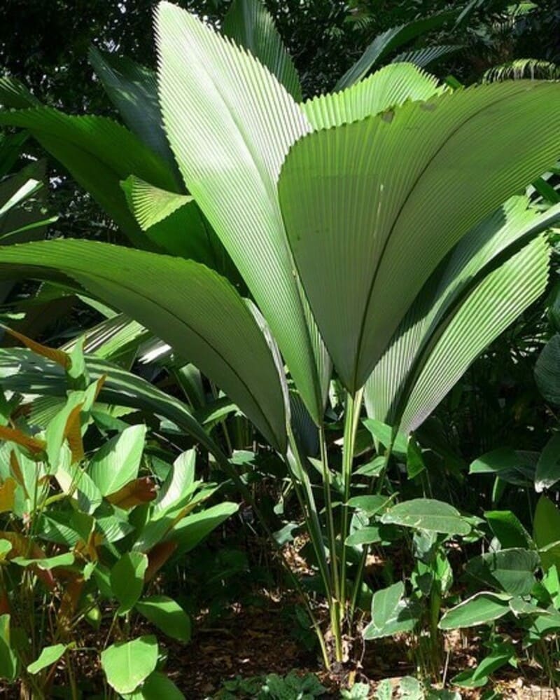 Johannesteijsmannia: A Palmeira que Encanta com suas Folhas Exóticas