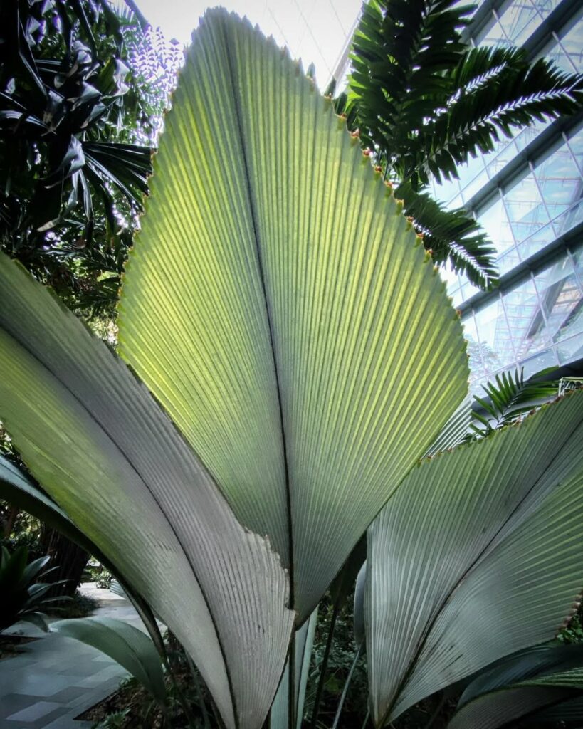 Johannesteijsmannia: A Palmeira que Encanta com suas Folhas Exóticas