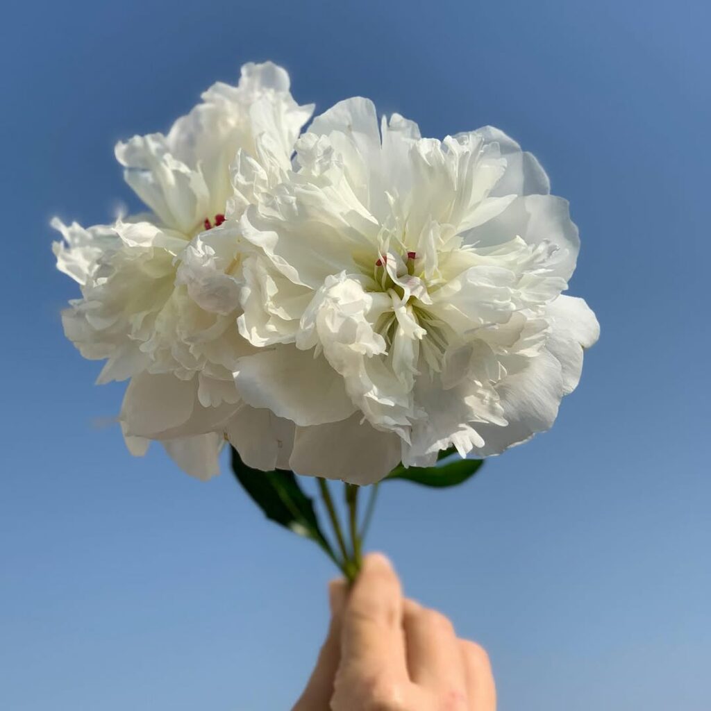Flores certas para momentos inesquecíveis: saiba escolher o arranjo ideal para cada ocasião
