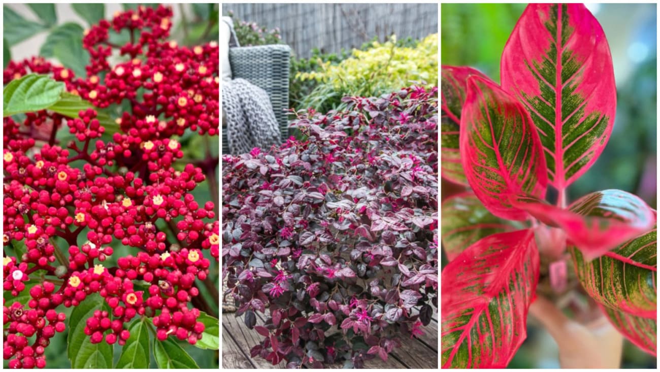 Plantas que Mantêm Seu Jardim Vibrante Mesmo Sem Flores