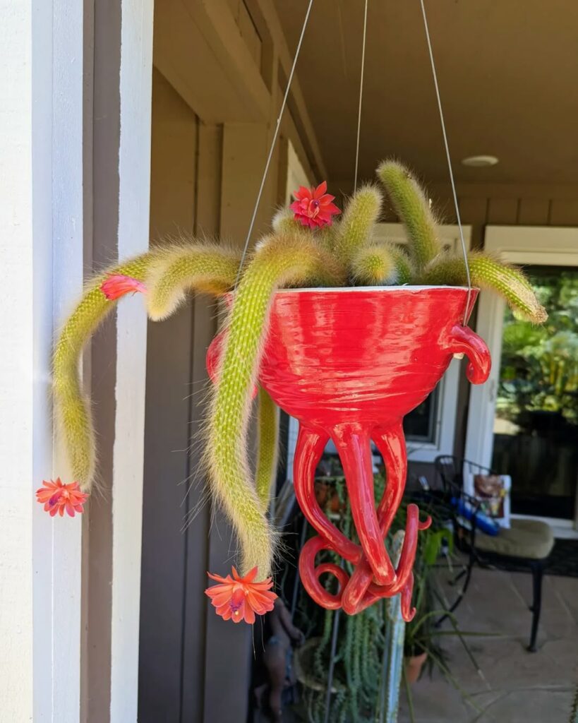 Cactos com nomes de rabos que conquistam jardineiros pelo visual pendente e encantador.