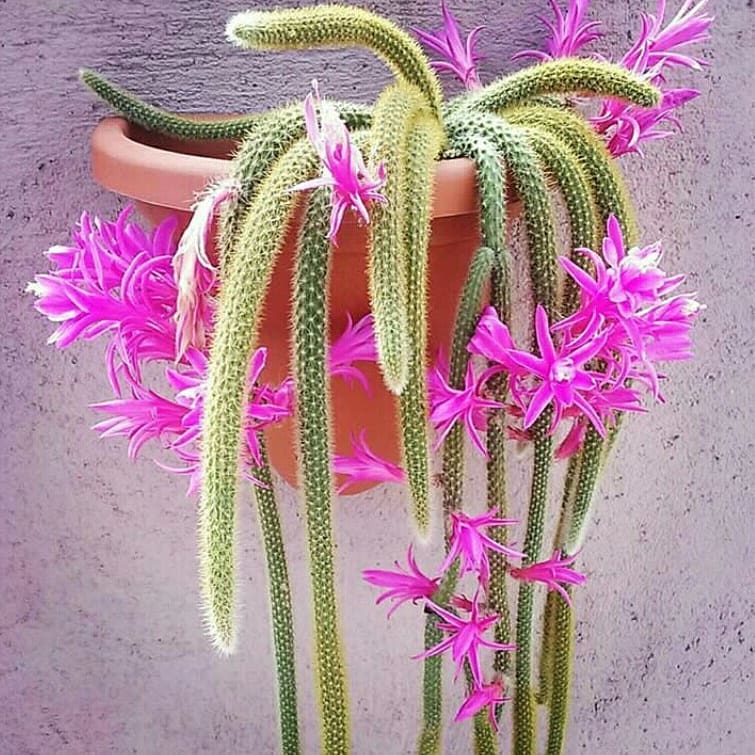 Cactos com nomes de rabos que conquistam jardineiros pelo visual pendente e encantador.