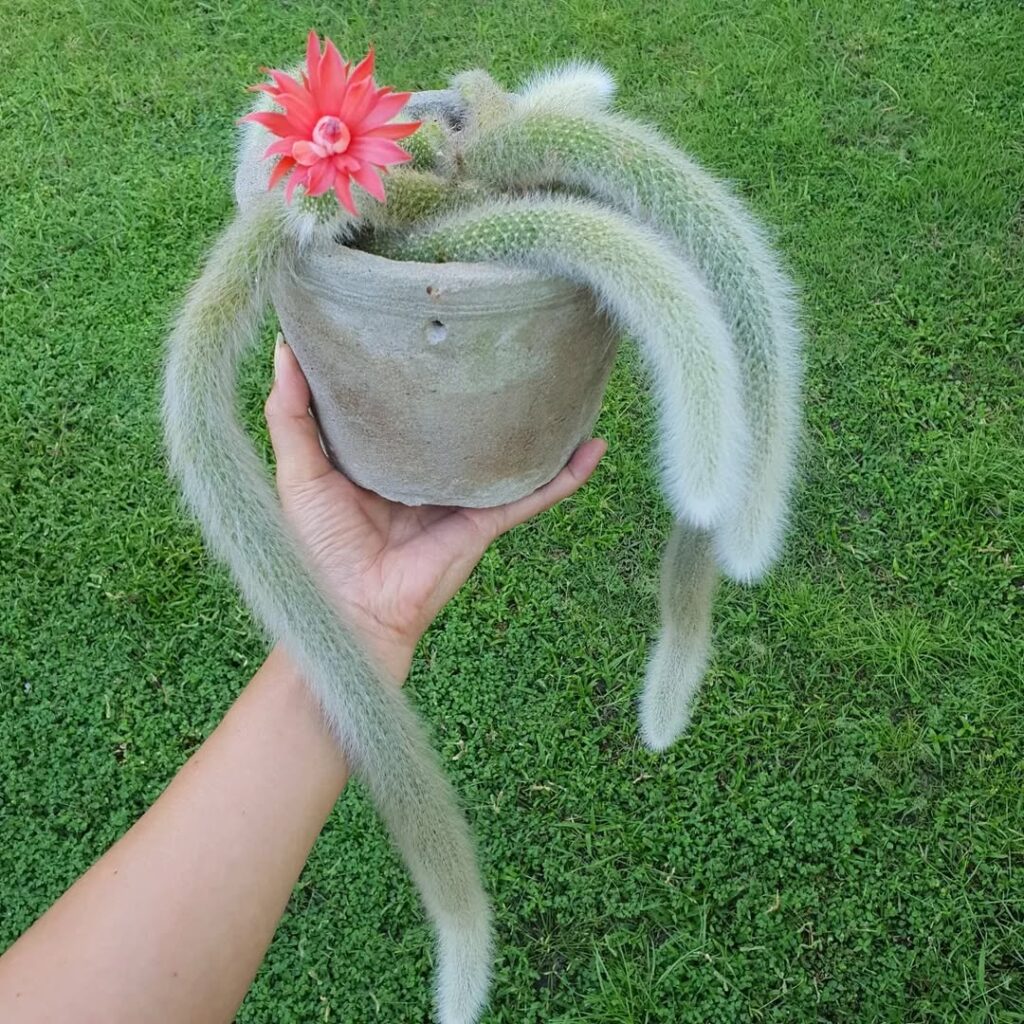 Cactos com nomes de rabos que conquistam jardineiros pelo visual pendente e encantador.