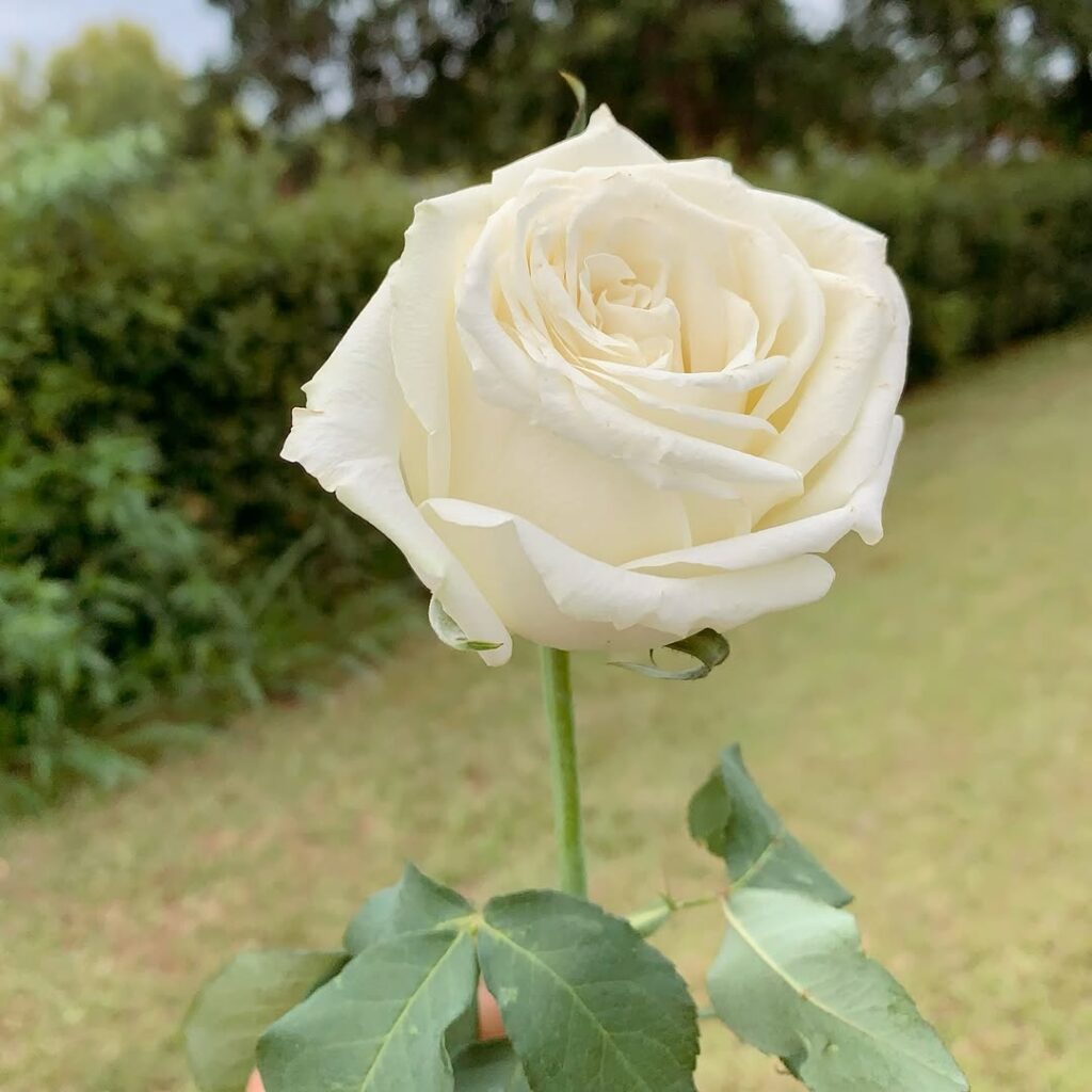 Flores brancas que encantam: conheça as espécies perfeitas para presentear