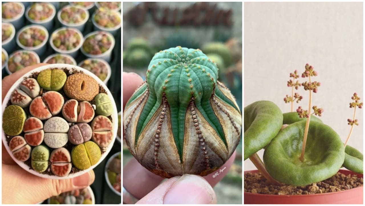 Suculentas Exóticas: quatro espécies raras que vão transformar sua coleção