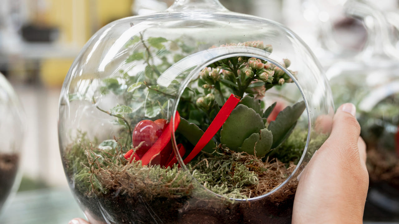 Plantas para terrário fechado: espécies que criam pequenos mundos verdes dentro de casa