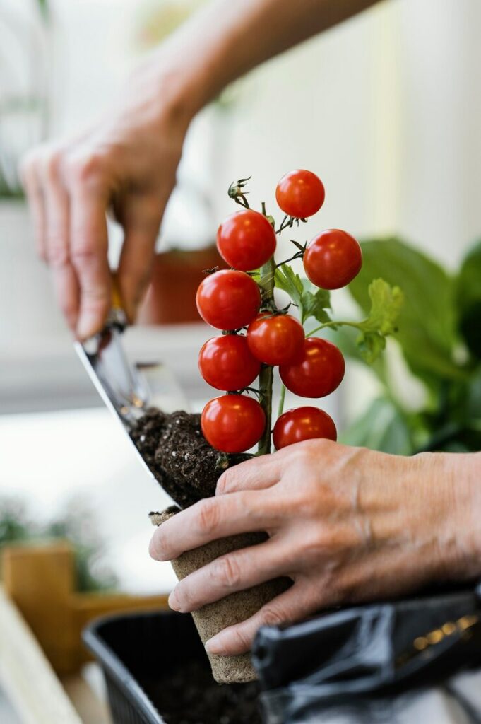 Como plantar tomates em casa: guia prático para cultivo fácil e saboroso