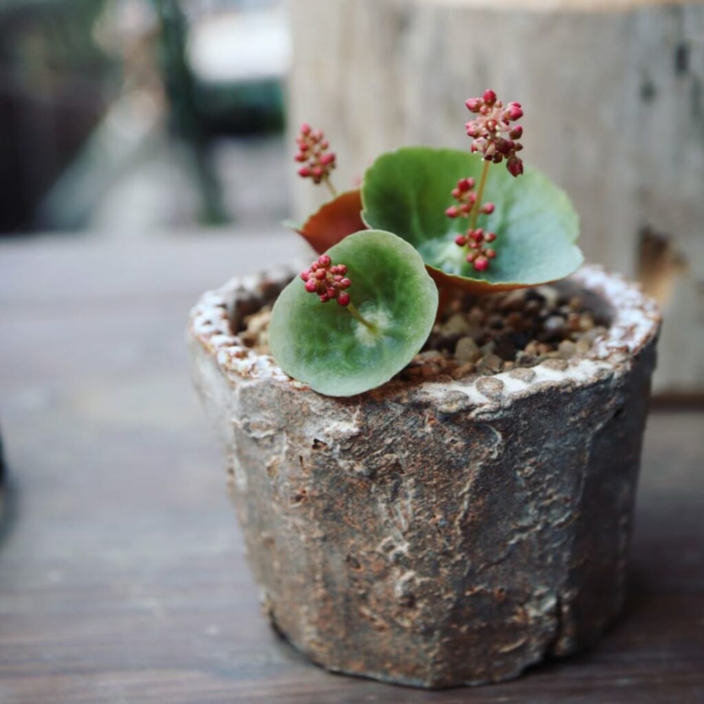 Crassula umbella: a suculenta que parece um guarda-chuva e encanta colecionadores