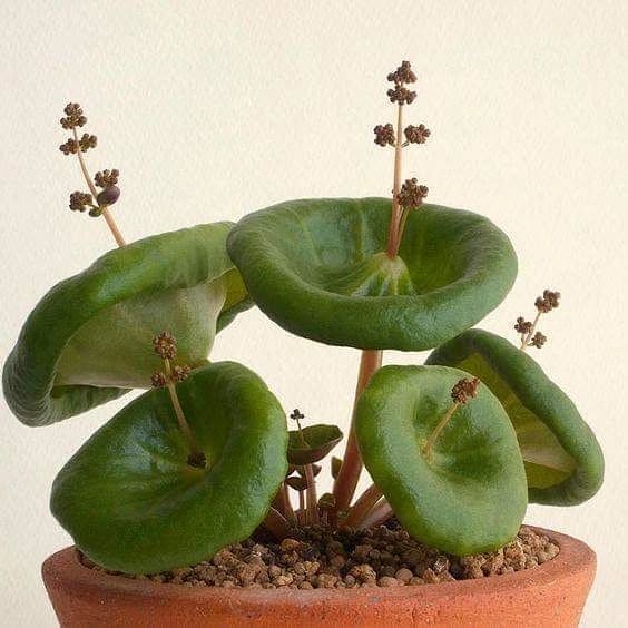 Crassula umbella: a suculenta que parece um guarda-chuva e encanta colecionadores