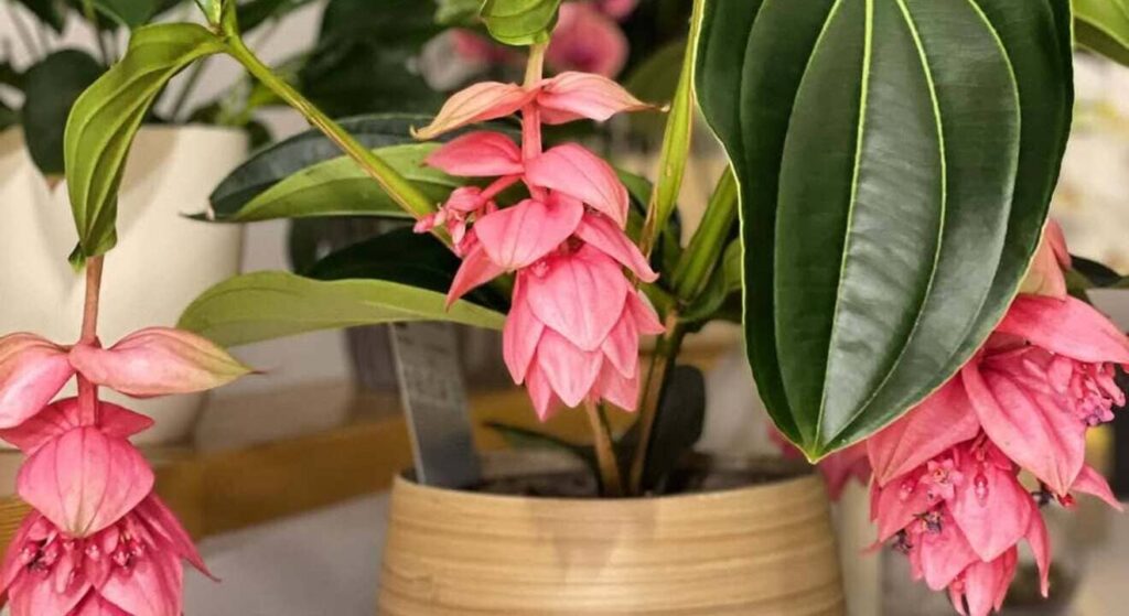 Medinilla magnifica