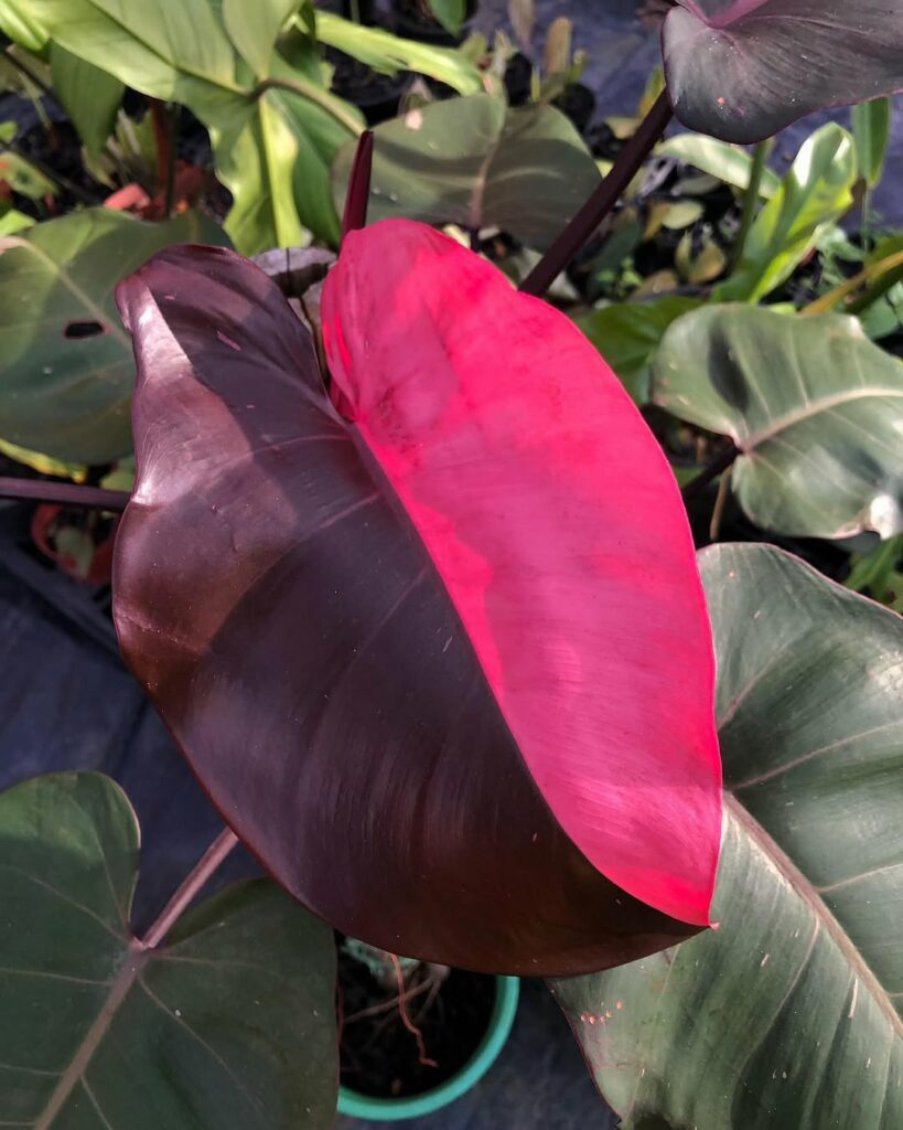 Philodendron erubescens: a planta tropical que conquista espaços com charme e elegância