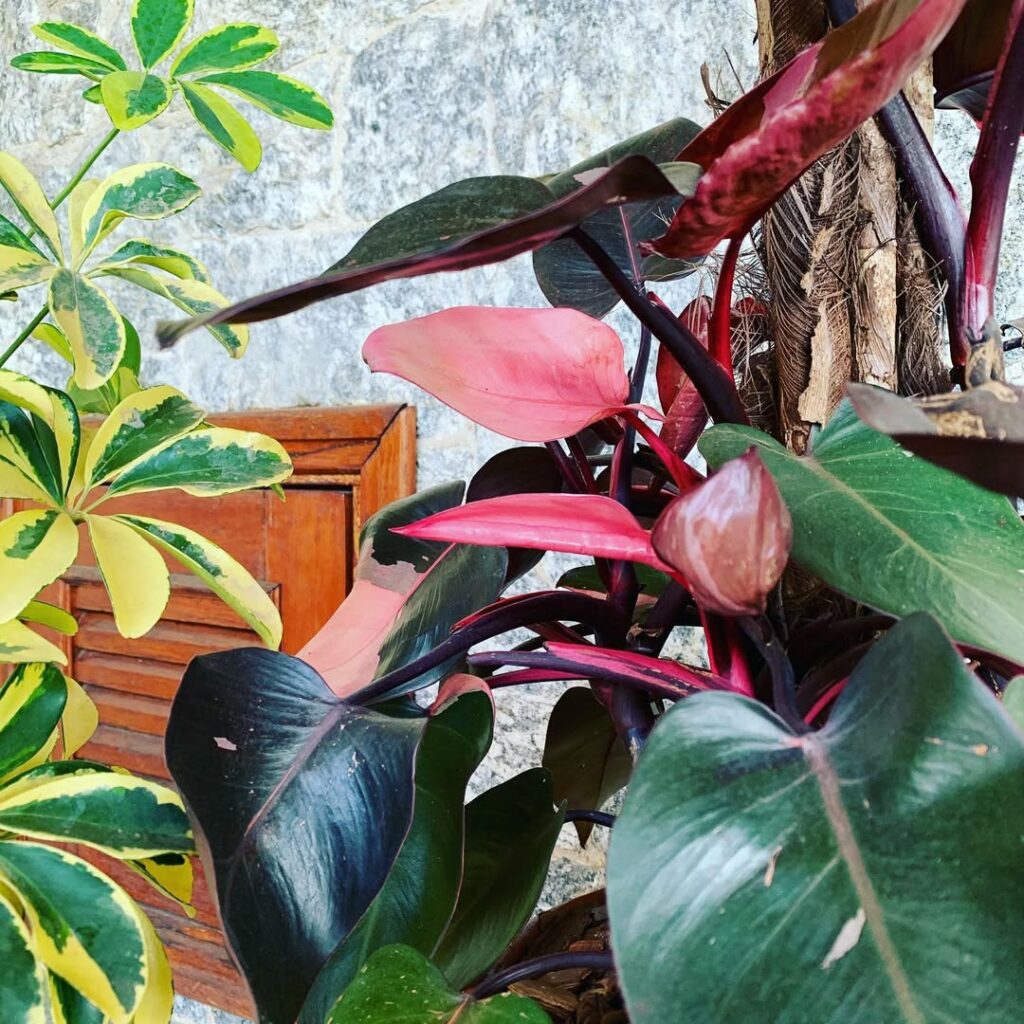 Philodendron erubescens: a planta tropical que conquista espaços com charme e elegância