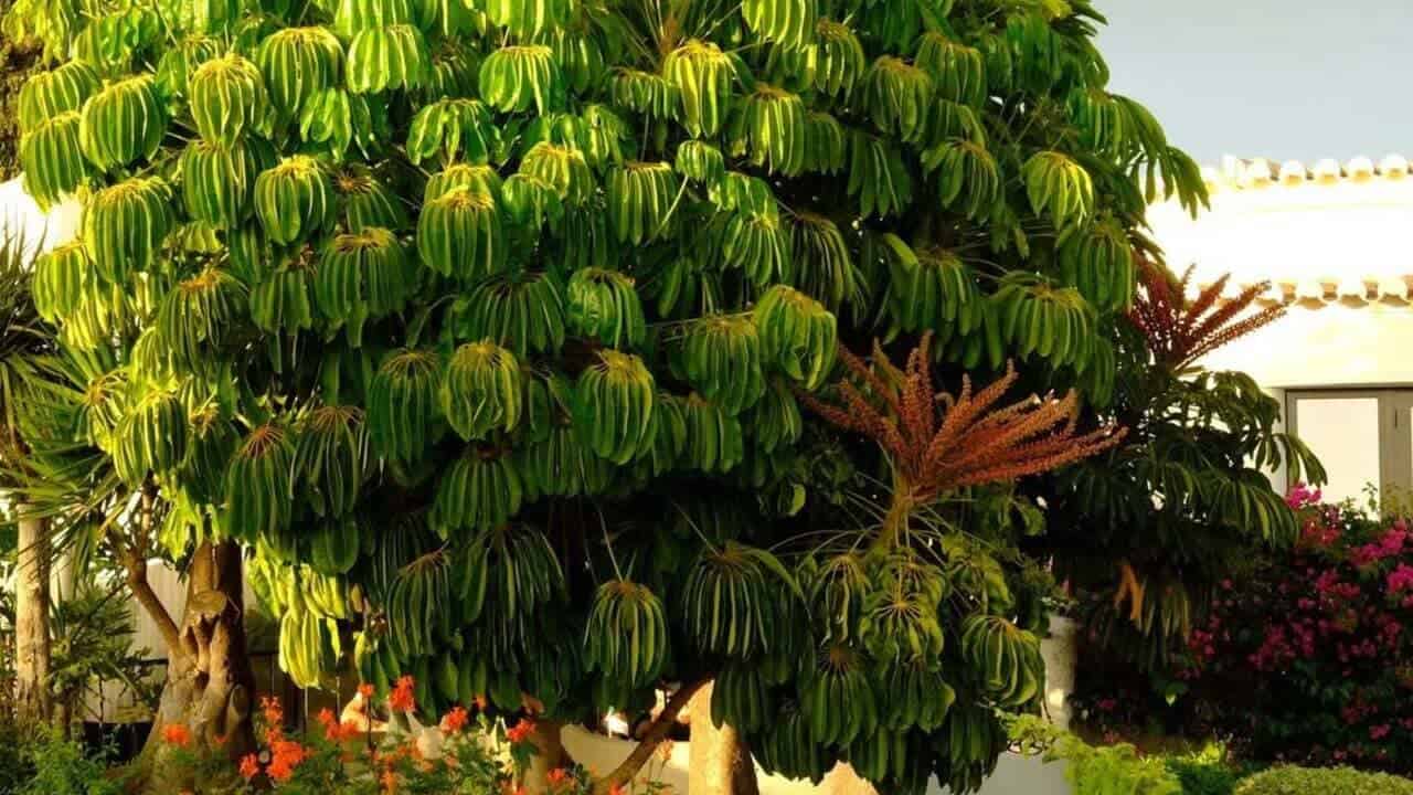 Schefflera actinophylla