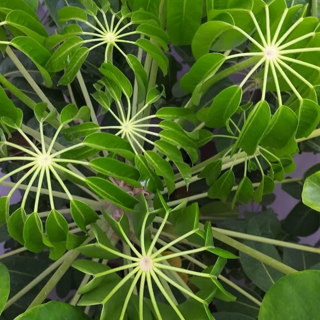 Schefflera actinophylla: conheça os segredos para cultivar a versátil Árvore-guarda-chuva