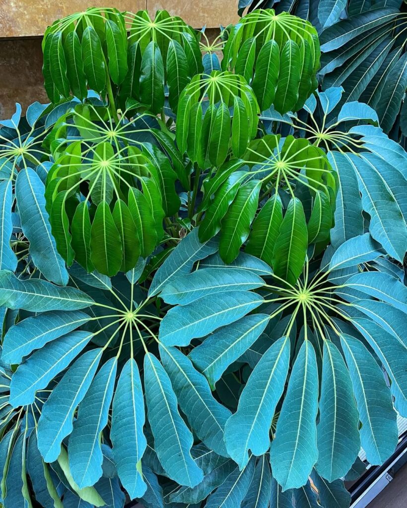 Schefflera actinophylla: conheça os segredos para cultivar a versátil Árvore-guarda-chuva