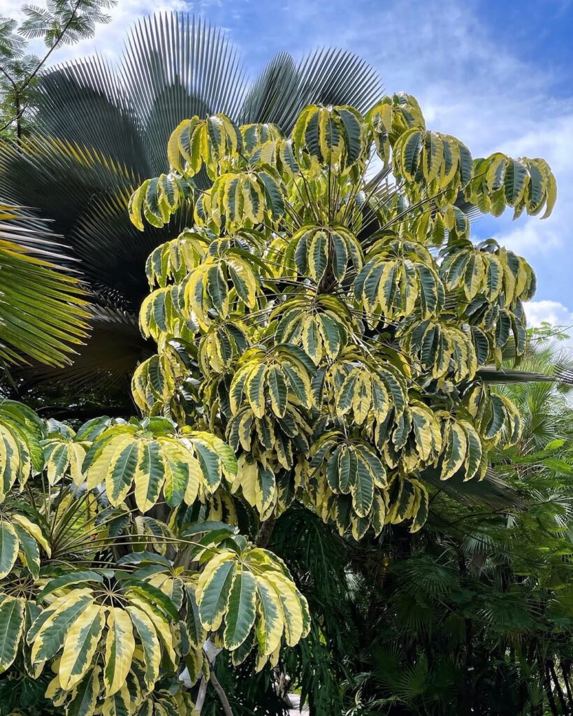 Schefflera actinophylla: conheça os segredos para cultivar a versátil Árvore-guarda-chuva