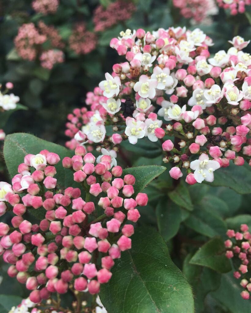 Viburno: o arbusto que une beleza e resistência ao longo do ano