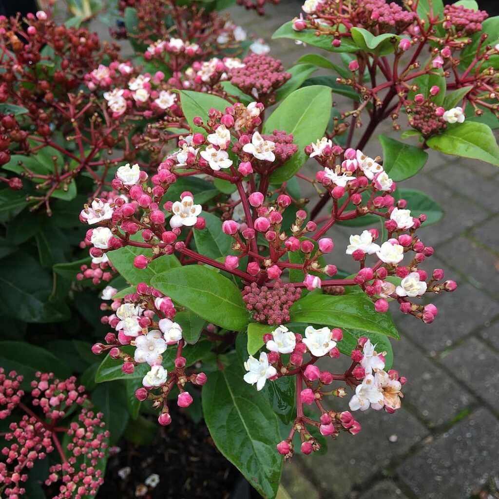 Viburno: o arbusto que une beleza e resistência ao longo do ano