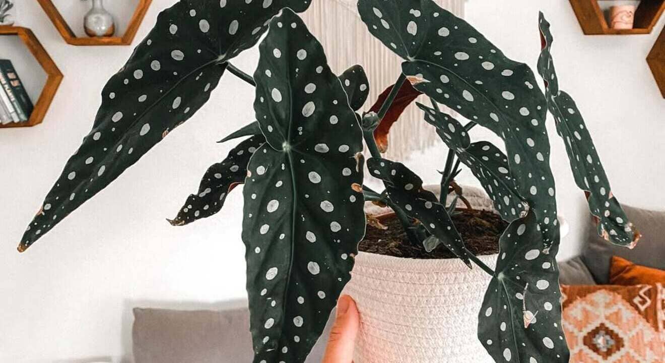 begonia maculata