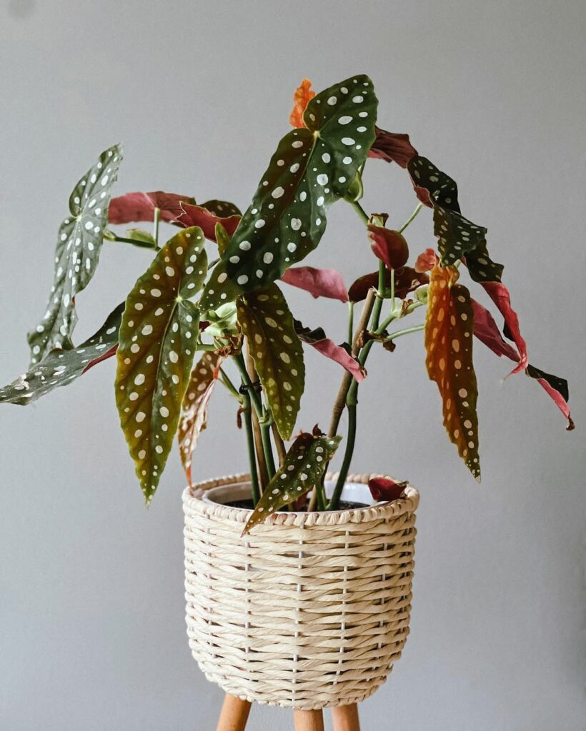 Manual de sobrevivência com a Begonia Maculata