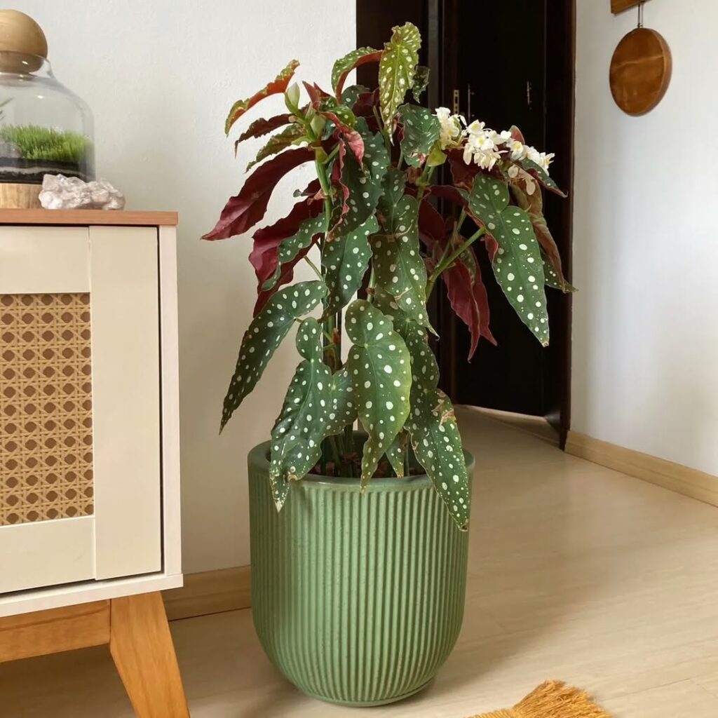 Manual de sobrevivência com a Begonia Maculata