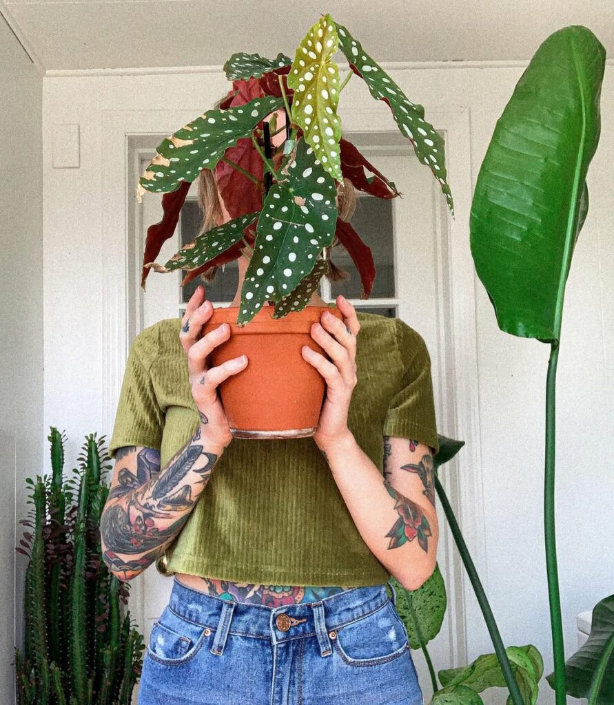 Manual de sobrevivência com a Begonia Maculata