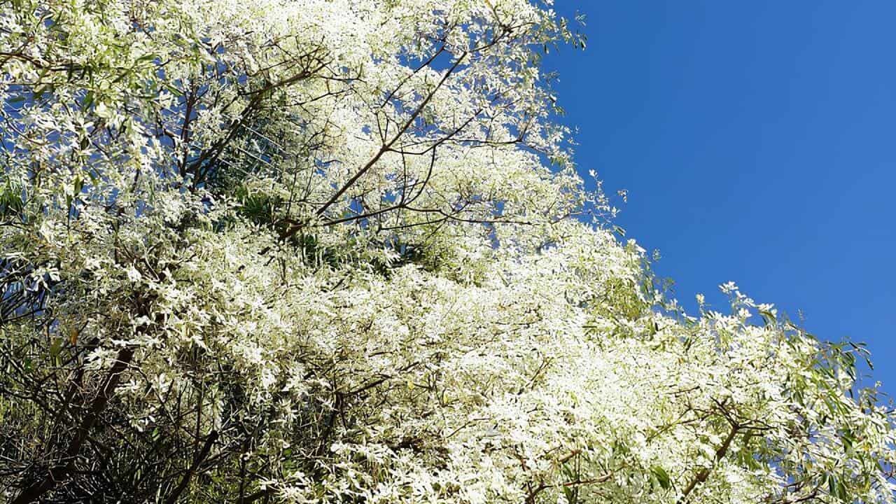 Euphorbia leucocephala