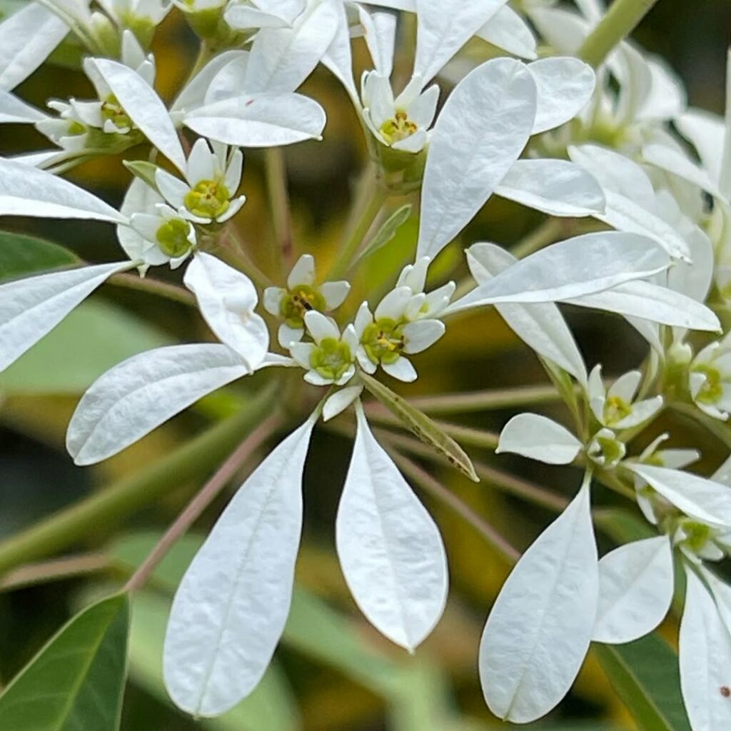 Cabeleira-de-velho: a florada branca que transforma o jardim em poesia tropical