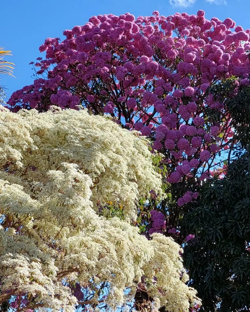 Cabeleira-de-velho: a florada branca que transforma o jardim em poesia tropical