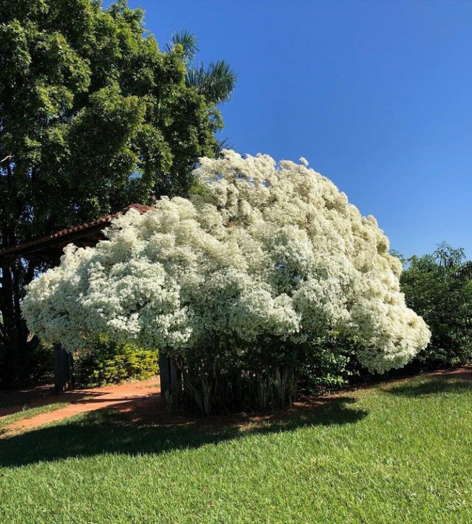 Cabeleira-de-velho: a florada branca que transforma o jardim em poesia tropical