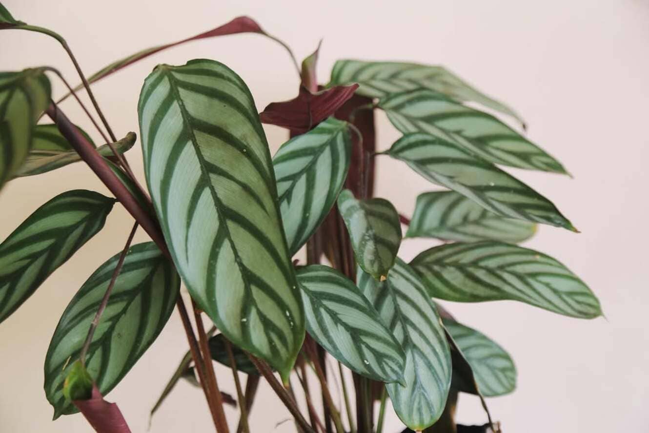 maranta setosa