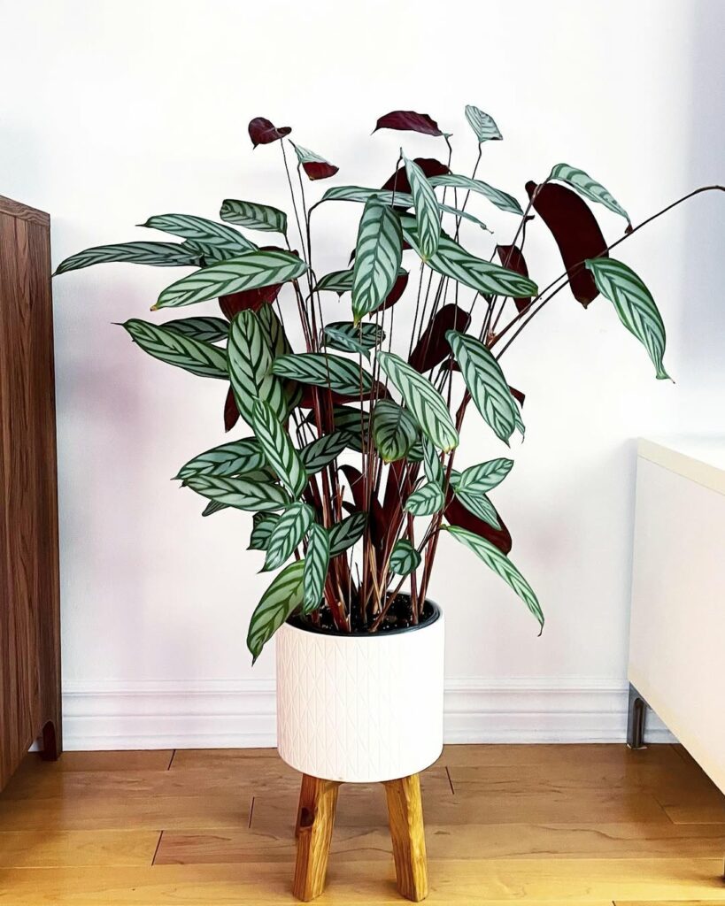 Maranta Cinza (Ctenanthe Setosa): A Beleza Exótica Que Encanta Ambientes Internos