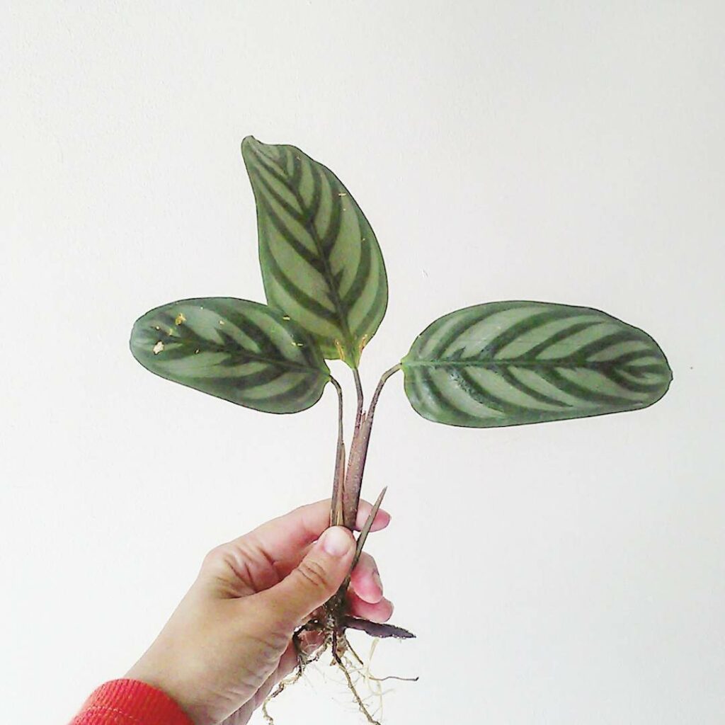 Maranta Cinza (Ctenanthe Setosa): A Beleza Exótica Que Encanta Ambientes Internos