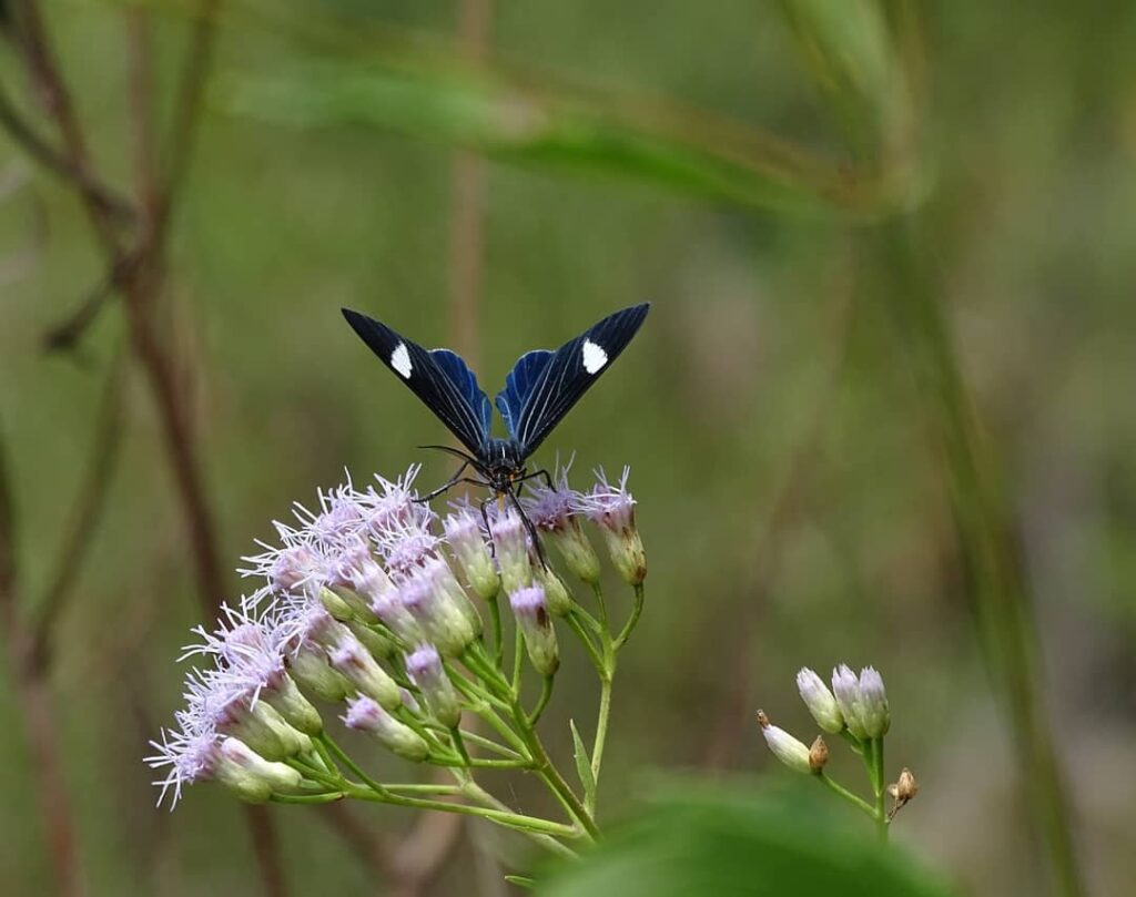 Cambarazinho: a planta nativa que colore jardins e atrai borboletas