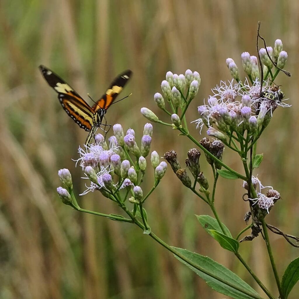 Cambarazinho: a planta nativa que colore jardins e atrai borboletas