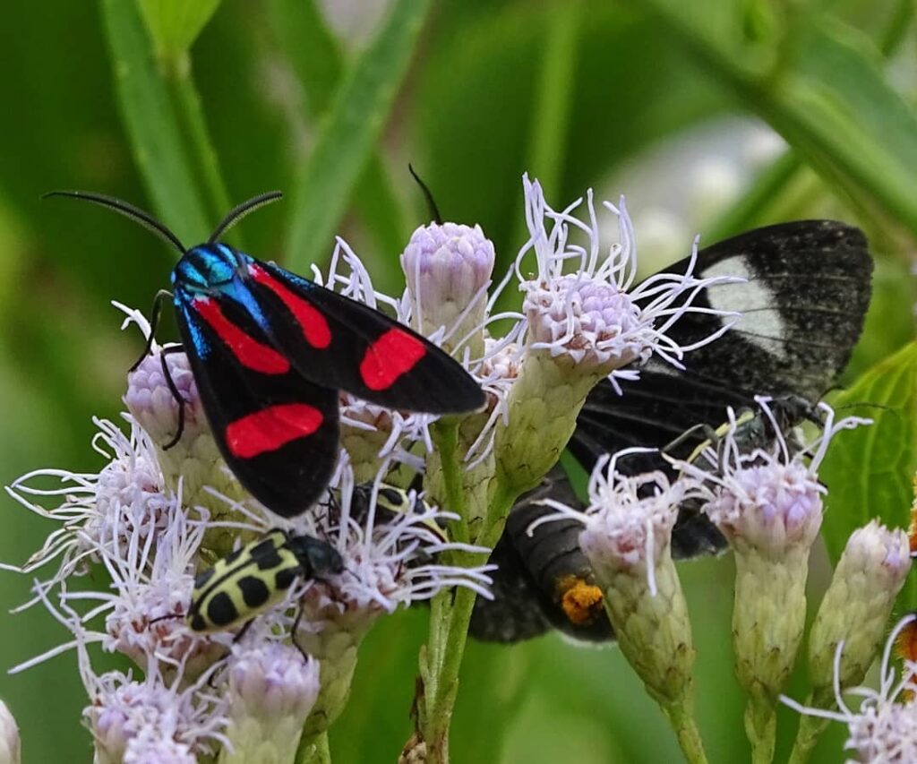 Cambarazinho: a planta nativa que colore jardins e atrai borboletas