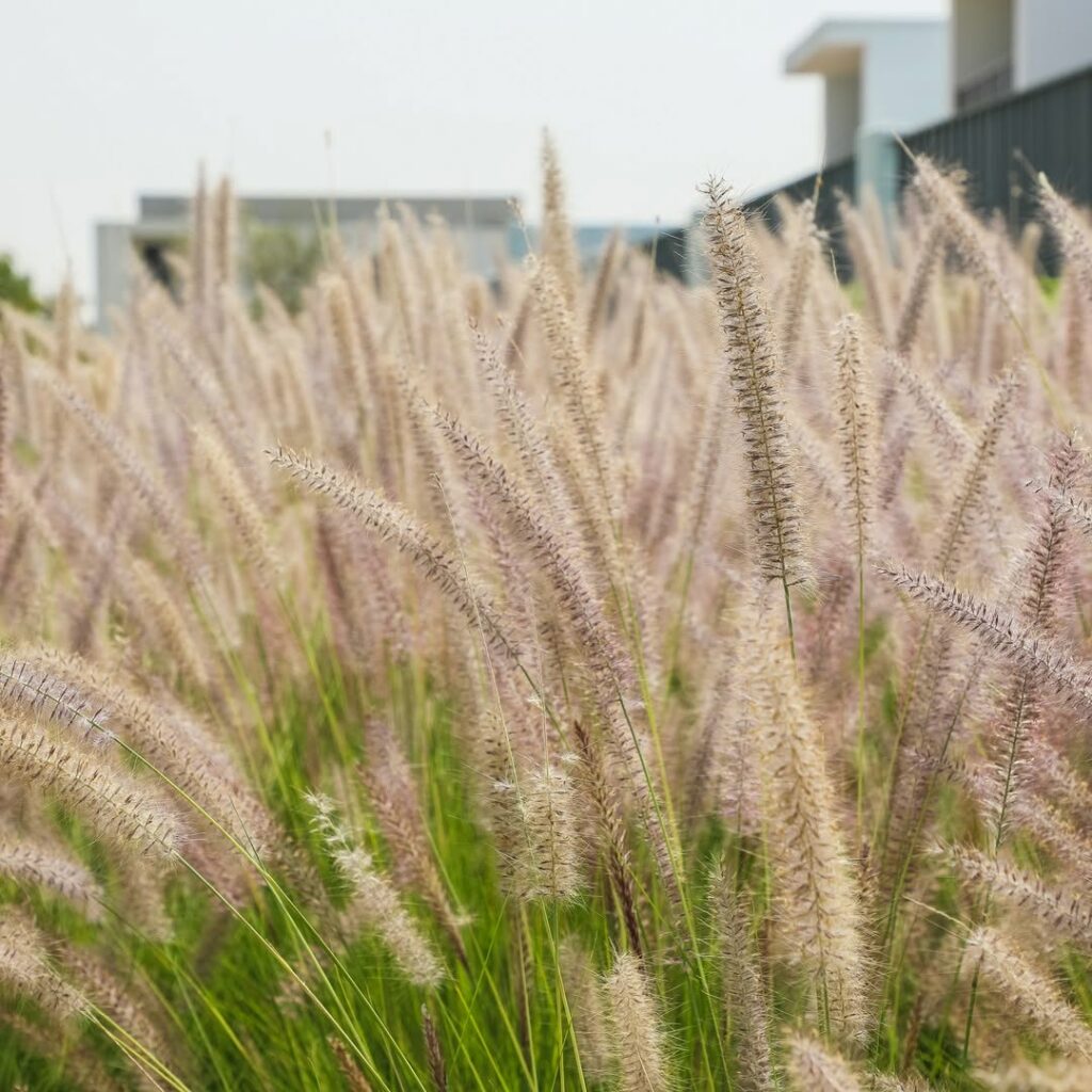 Banho de sol com charme: 6 plantas que amam a luz intensa