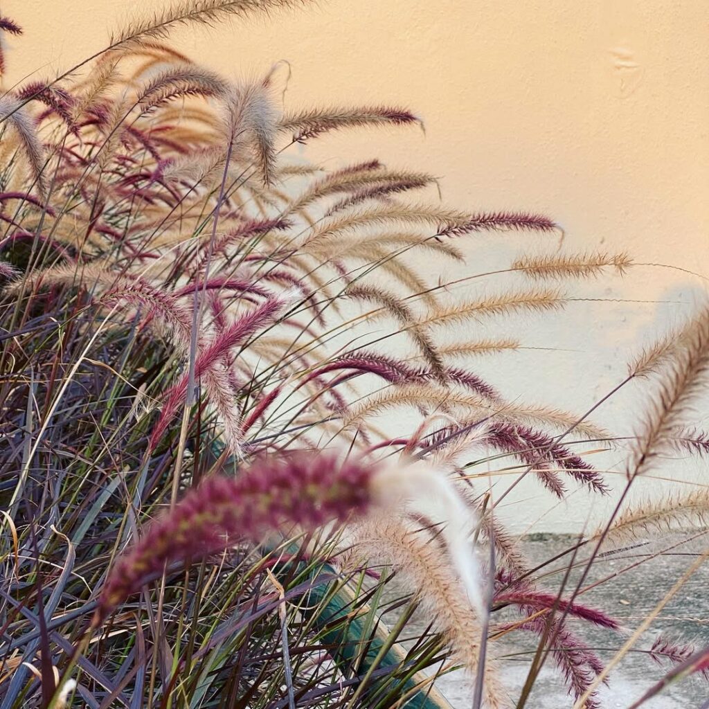 5 plantas para jardim externo que fogem do óbvio e são fáceis de cuidar.