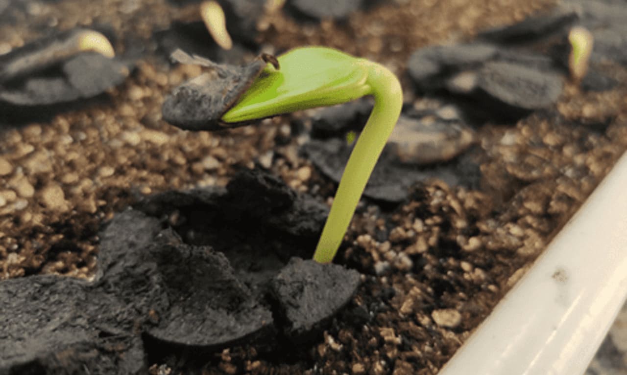 Carvão vegetal nos vasos: o truque natural que protege as raízes do excesso de água.