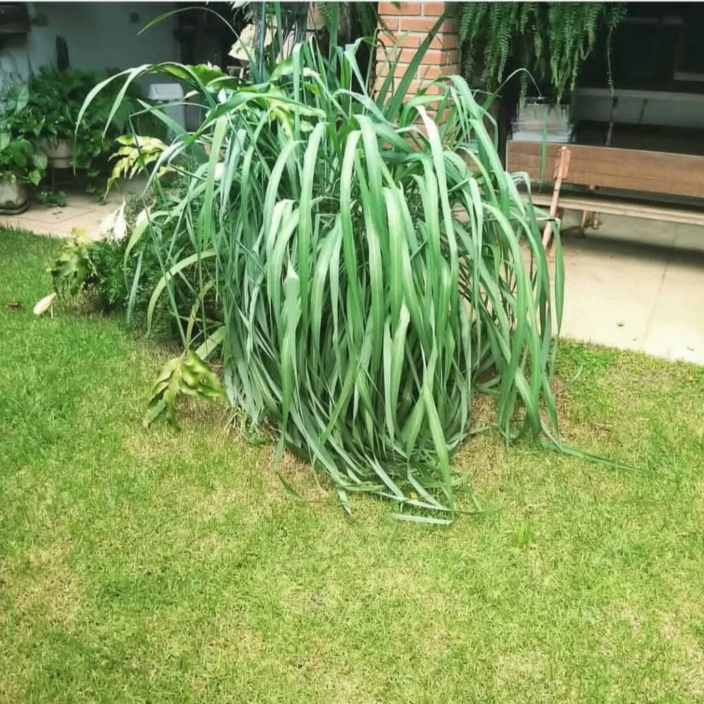 Citronela: aprenda a cultivar a planta aromática que afasta insetos e perfuma o jardim