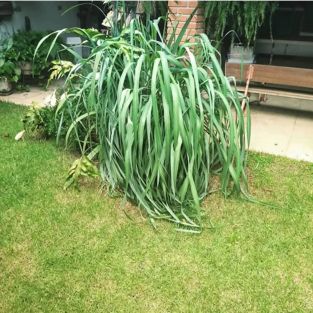 Citronela: aprenda a cultivar a planta aromática que afasta insetos e perfuma o jardim