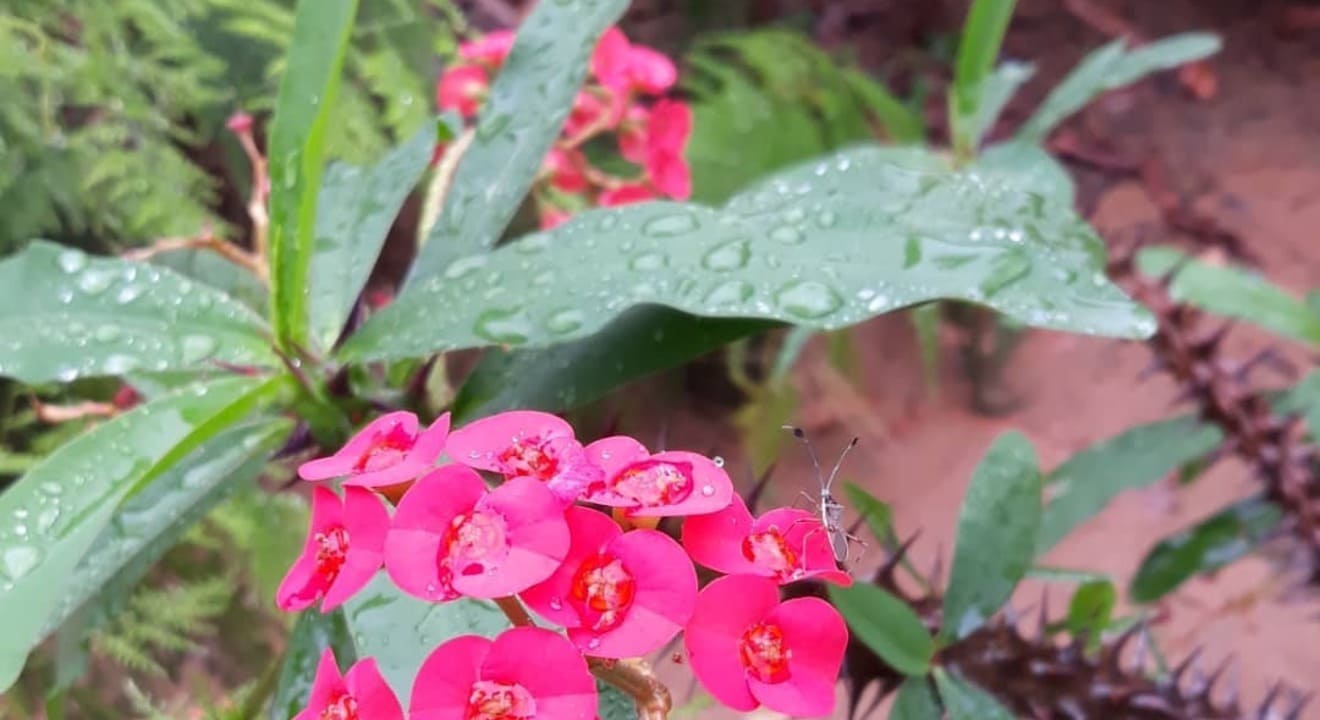 Motivos para cultivar a planta coroa-de-cristo em seu jardim.