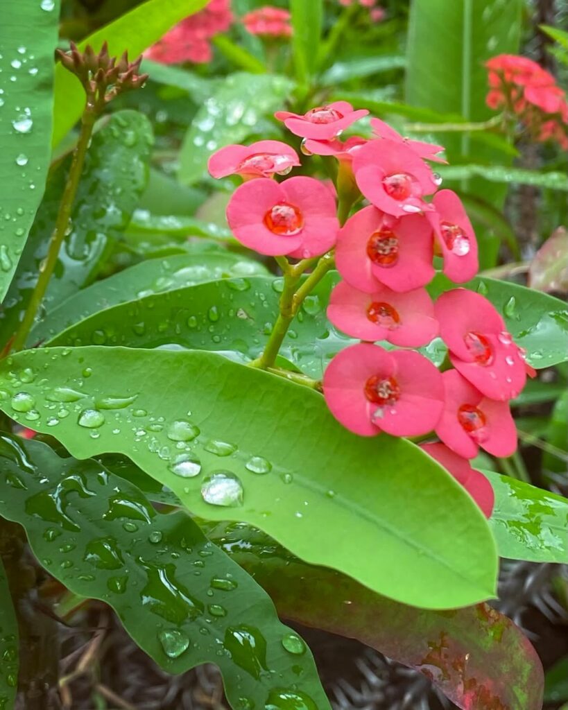 Motivos para cultivar a planta coroa-de-cristo em seu jardim.