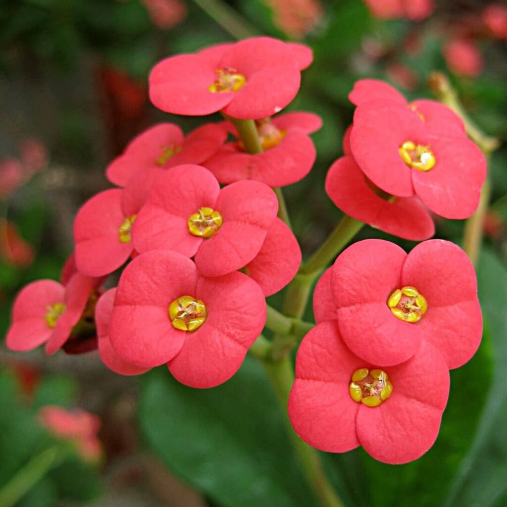 Motivos para cultivar a planta coroa-de-cristo em seu jardim.