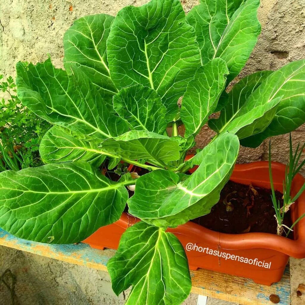 Como cultivar couve em vasos: um guia prático para ter folhas frescas mesmo em pequenos espaços