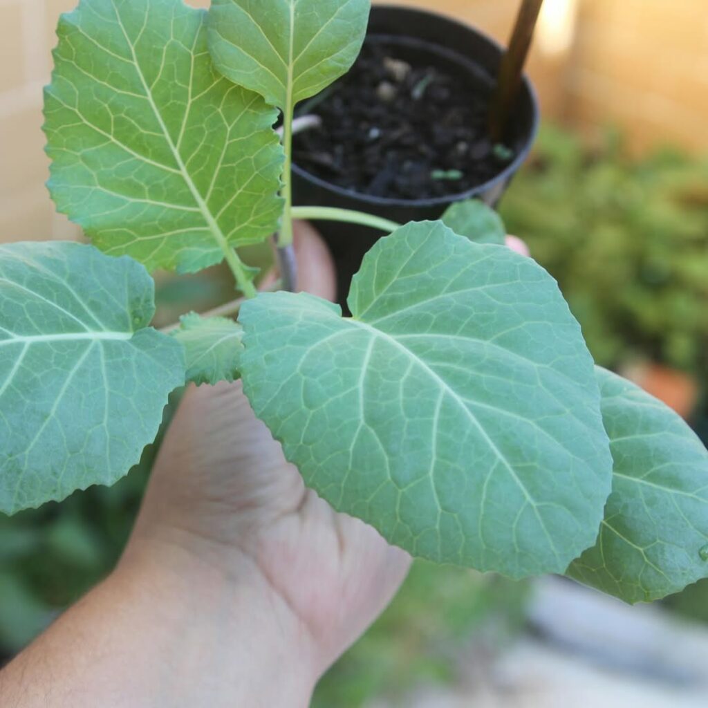 Como cultivar couve em vasos: um guia prático para ter folhas frescas mesmo em pequenos espaços